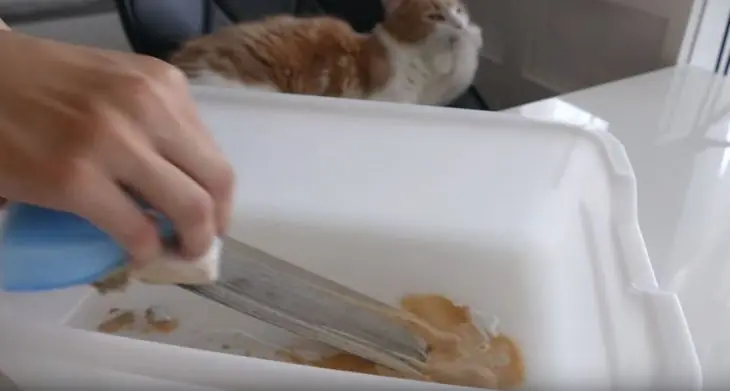 chef chef