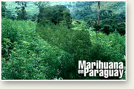 Marihuana De Paraguay