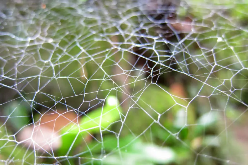 Araña teje ilusiones ópticas para atraer a las presas