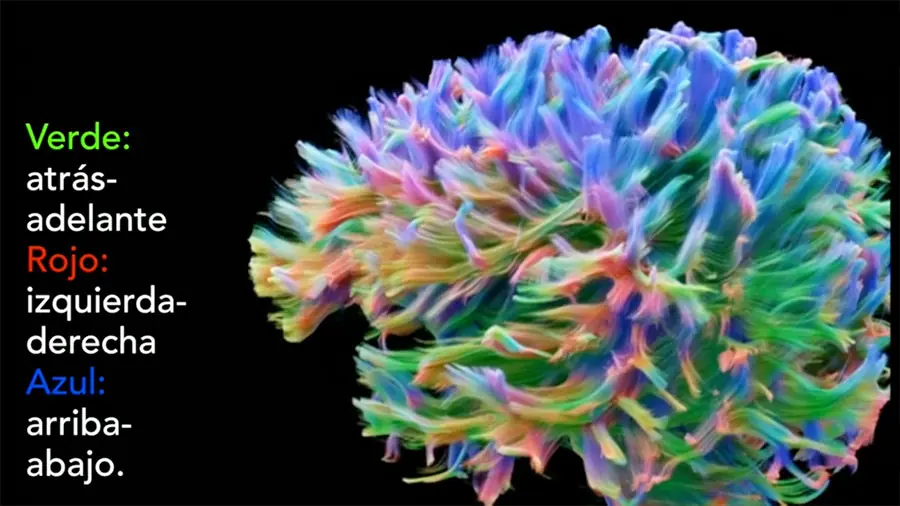 La imagen de las conexiones cerebrales más detalladas