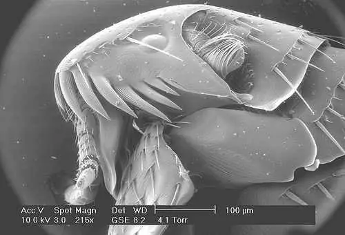 Micrografías electrónicas sorprendentes Micrografías electrónicas sorprendentes
