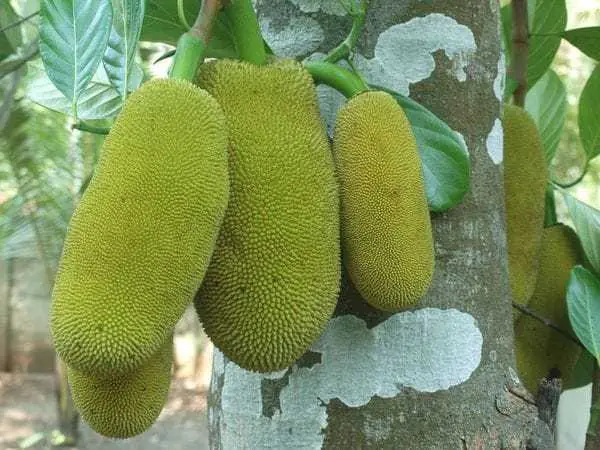 exoticas exoticas