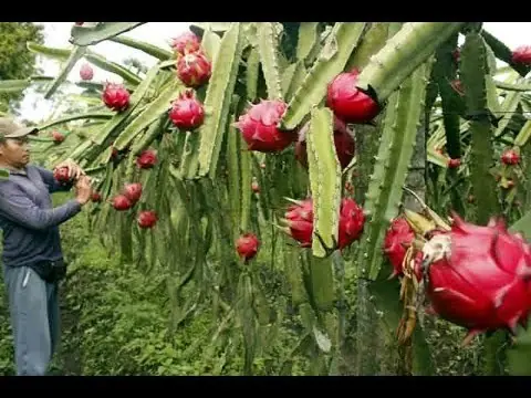 Exóticas y deliciosas, si las conoces pasa y comenta! Exóticas y deliciosas, si las conoces pasa y comenta!