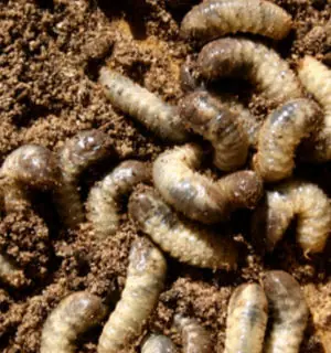 taringueros