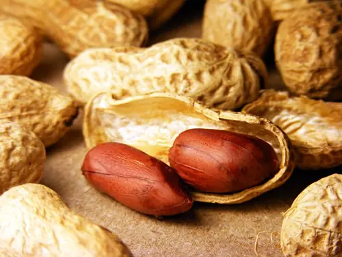 Cartilagos, compañeros de nuestro cuerpo [IC]