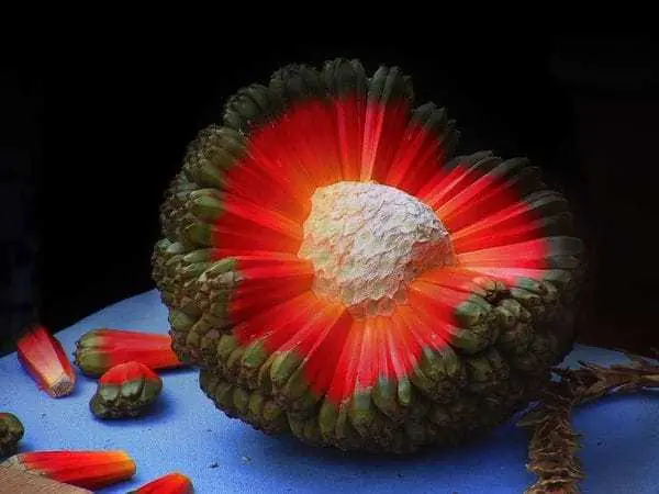 frutas frutas