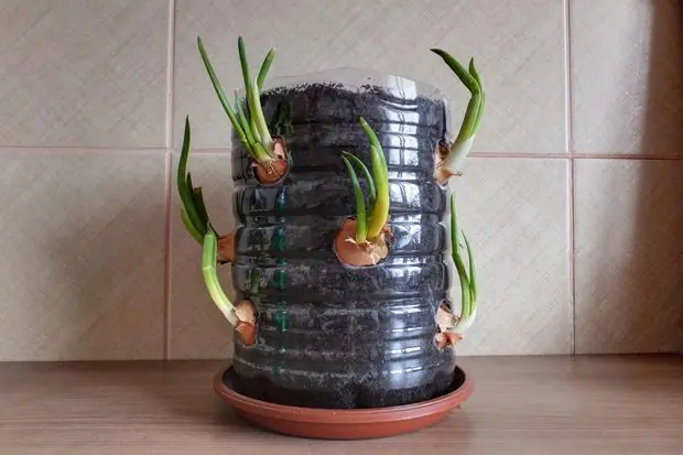 Agujerea una garrafa y coloca unas cebollas en su interior