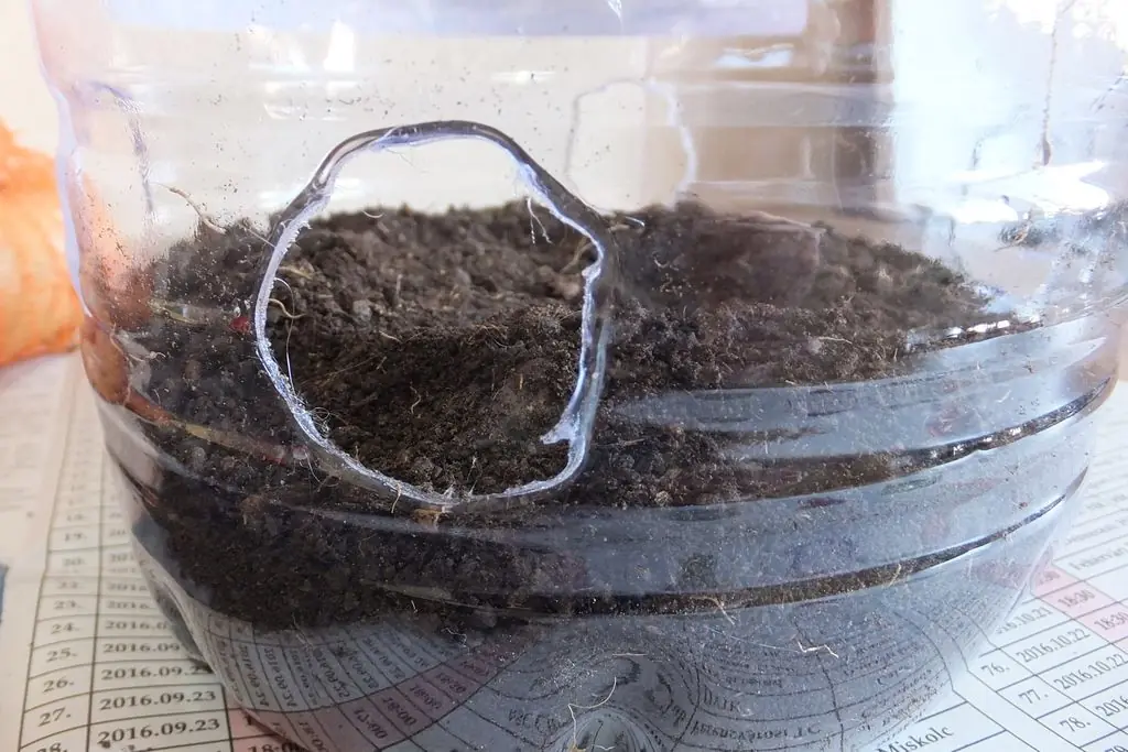 Agujerea una garrafa y coloca unas cebollas en su interior