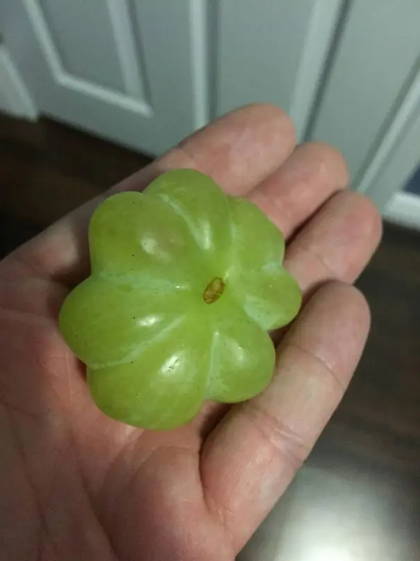 comida comida