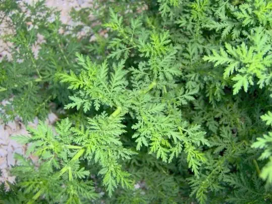 3 plantas milagrosas y prohibidas que han ocultado!