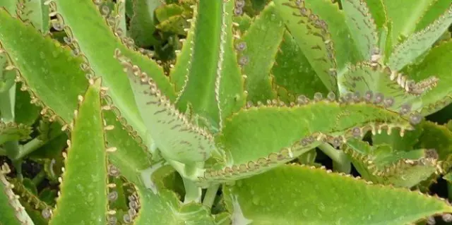 3 plantas
