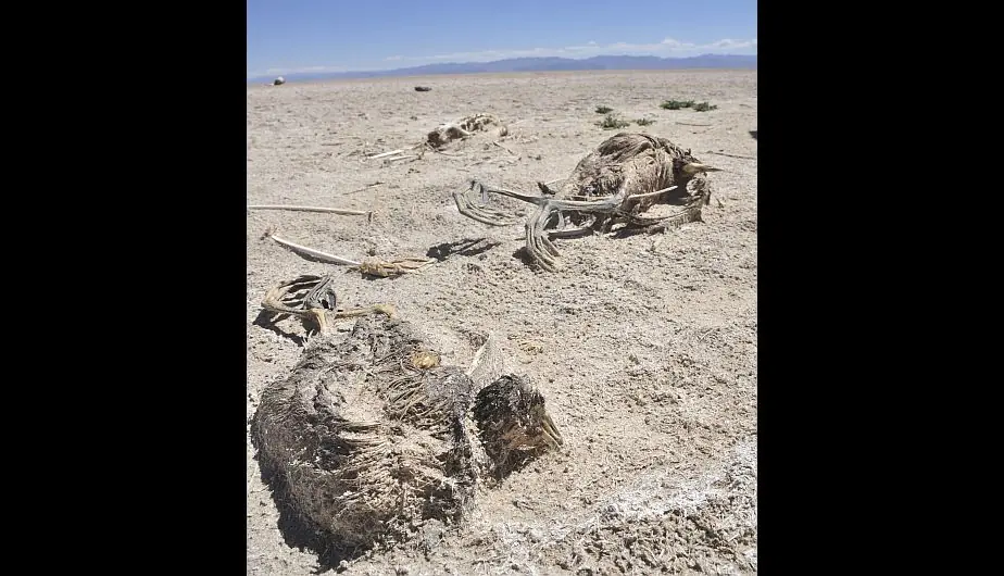 se convierte en un desierto se convierte en un desierto