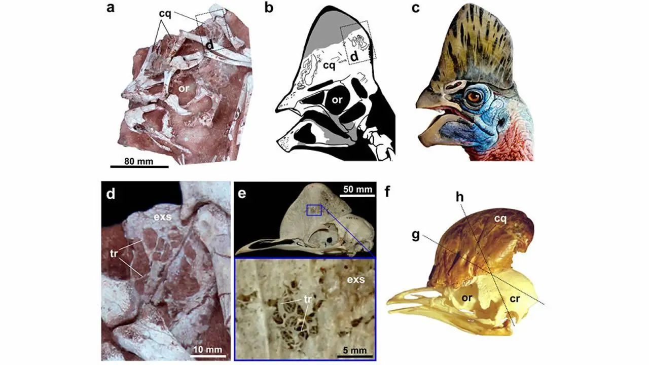 Hallan en China una nueva especie de dinosaurio