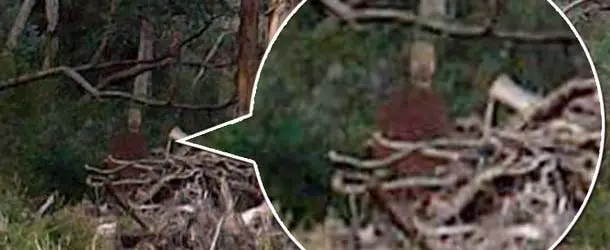 Fantasma en el “bosque de los suicidios”
