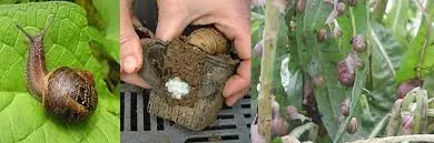 en tu jardin