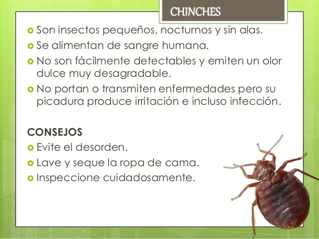 Elimina las plagas de tu casa sin salir de este post