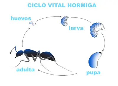 paso