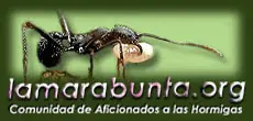 hormigueros