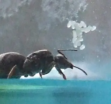 hormiguero artificial