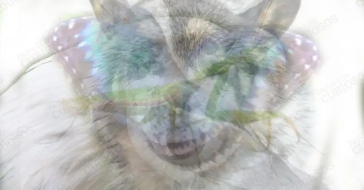Test: El primer animal que veas determina tu personalidad