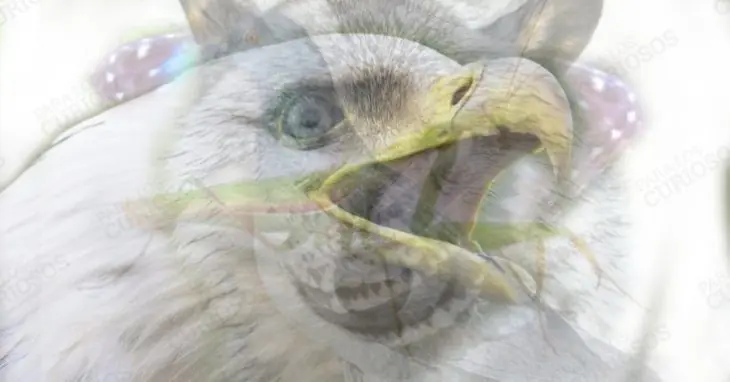 animal animal