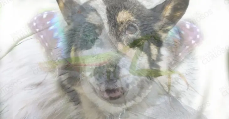Test: El primer animal que veas determina tu personalidad Test: El primer animal que veas determina tu personalidad