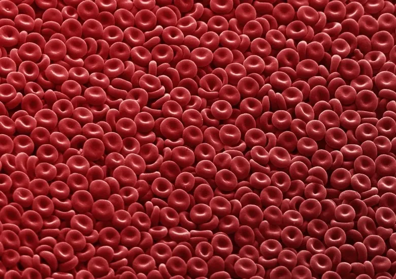 sangre sangre