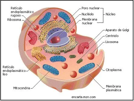 ciencia
