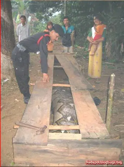 Mito o Realidad:  Viboras que comen humanos