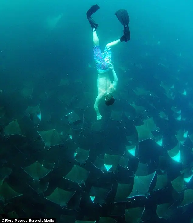 Ver pasar una migración de decenas de miles mantarrayas