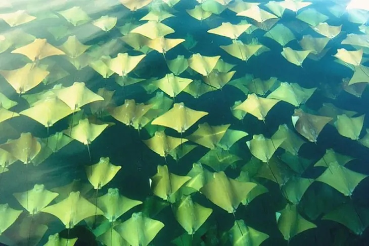 migracion