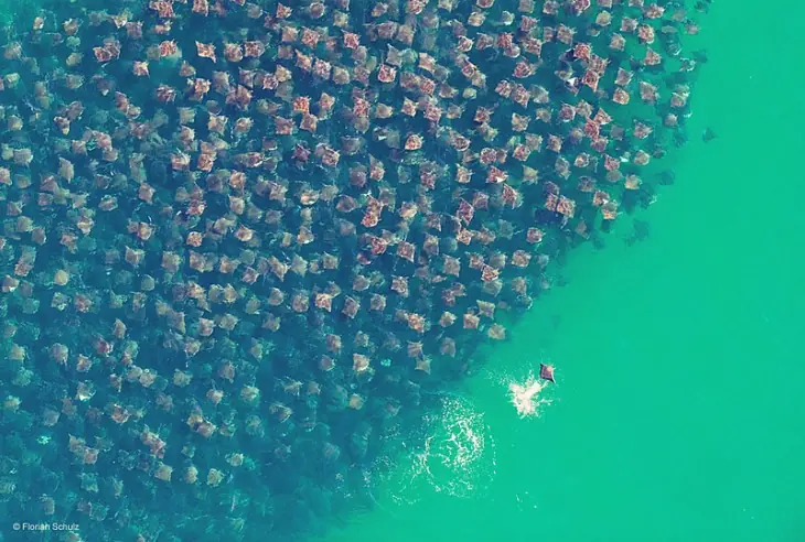 mantarraya