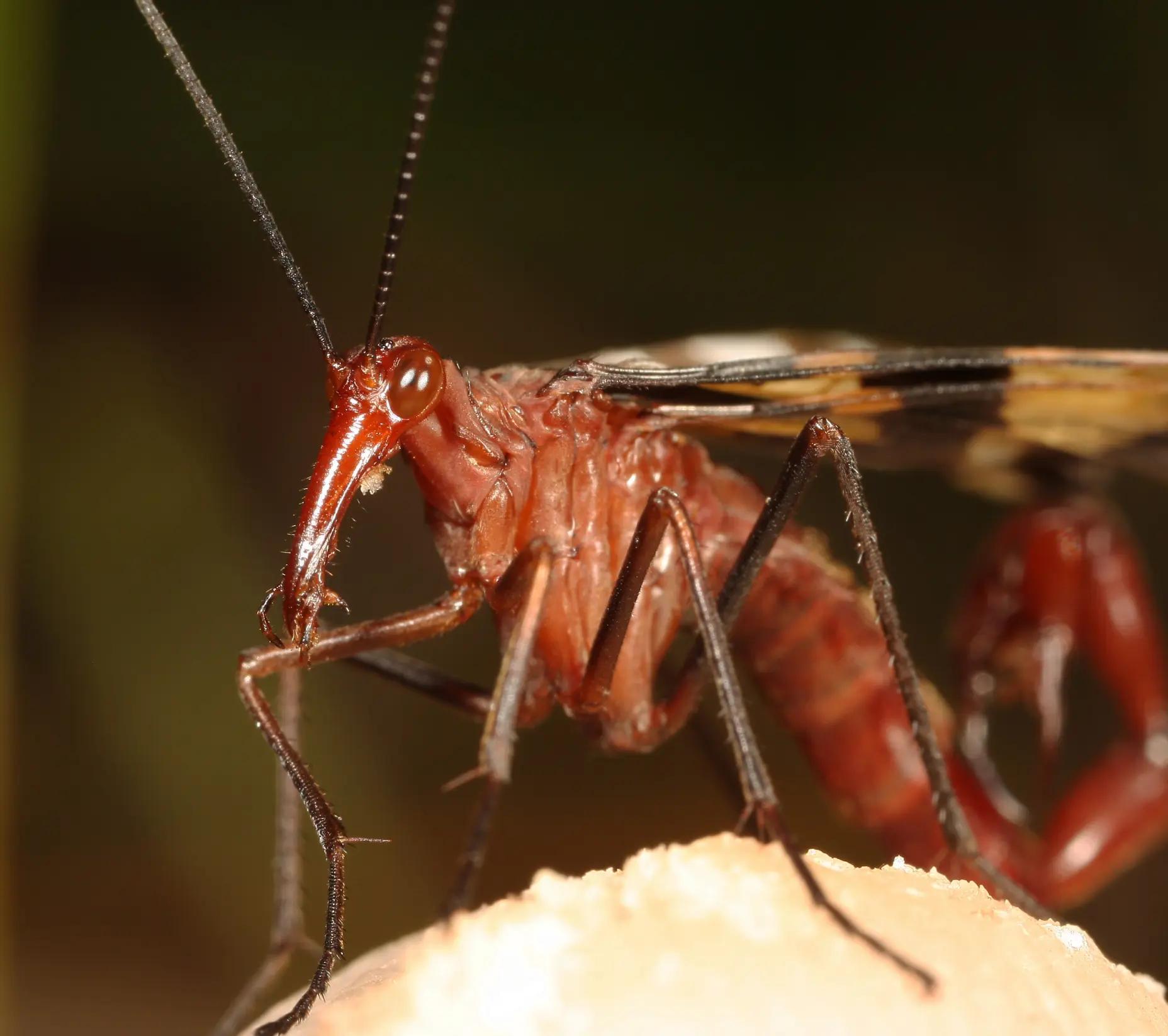 Escorpion volador