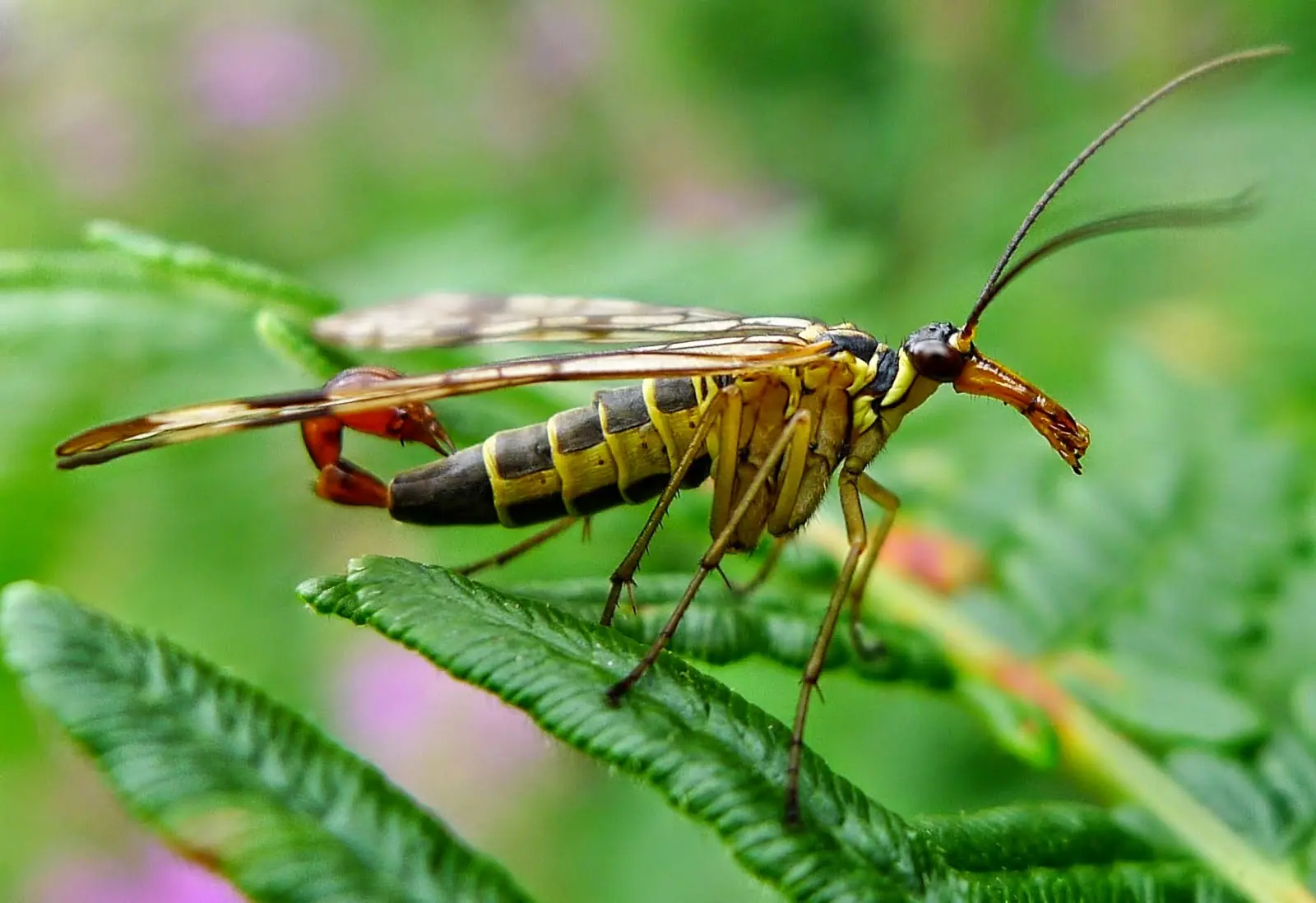 garrapata vegetariana