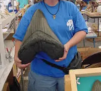 ¿Sigue Vivo El Megalodon? [Diente Grande]
