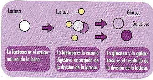 mitos