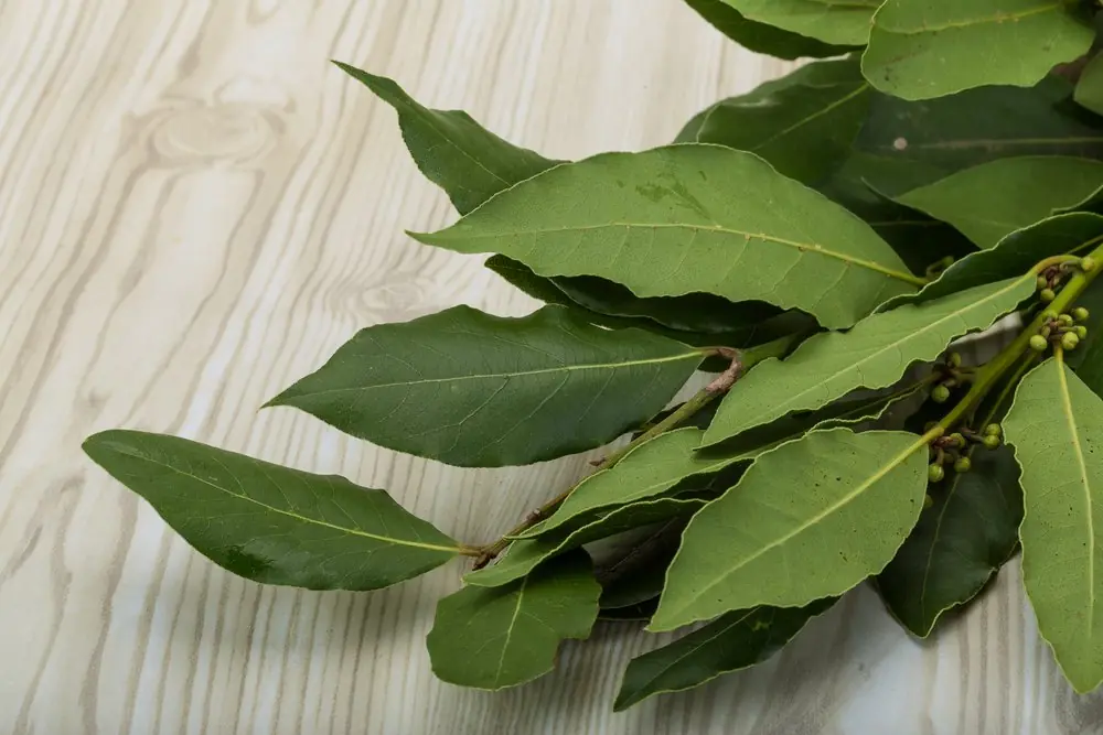 hoja