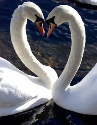 enamorados