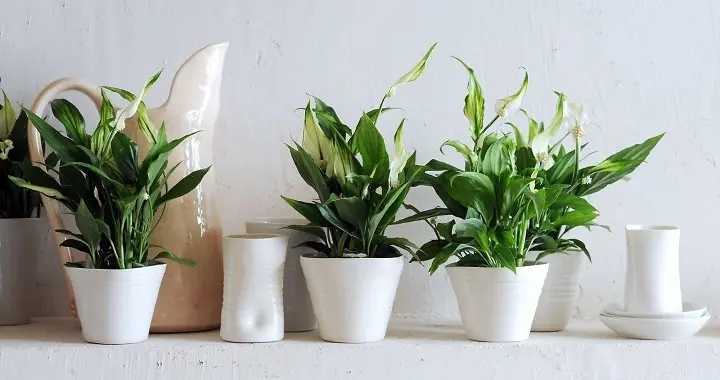 Si tienes estas plantas en tu casa estas atrayendo fortuna