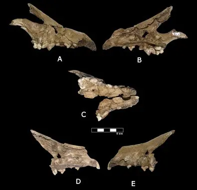 Descubren fósiles d nueva specie d perro d hace 700.000 añ