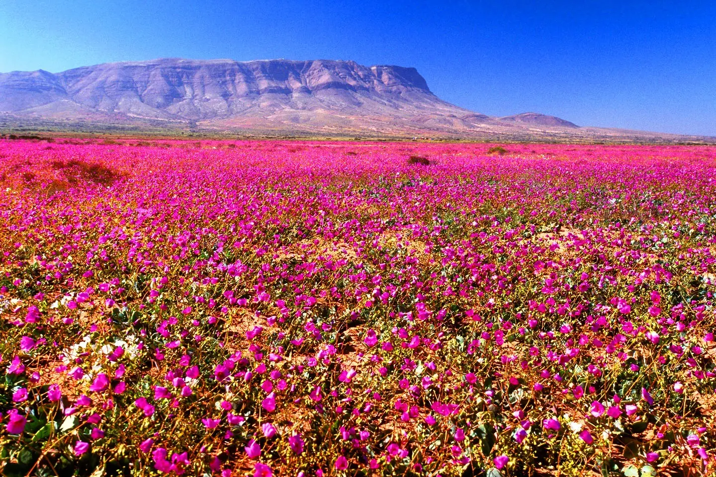Atacama: La Bella y la Bestia