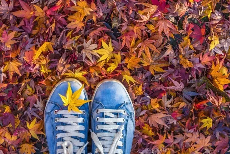 Otoño, invierno, primavera,verano:¿están dejando de existir?