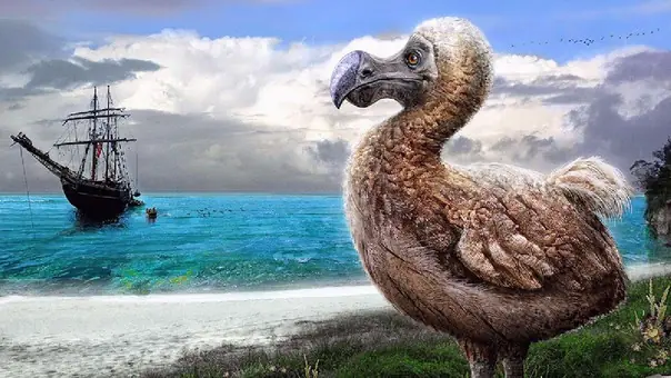 El dodo, el 'pájaro bobo' extinto por el hombre en sigl XVII