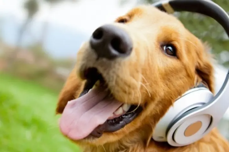 Según studio los perros recuerdan e imitan nuestras accione