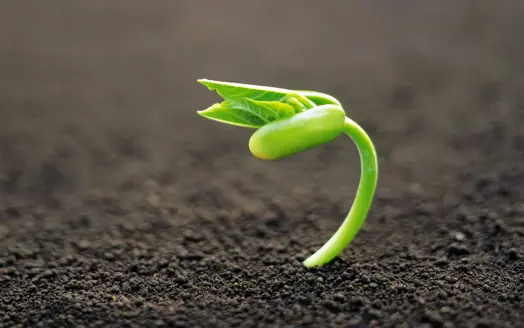 Parábola ¿Cómo crecer?