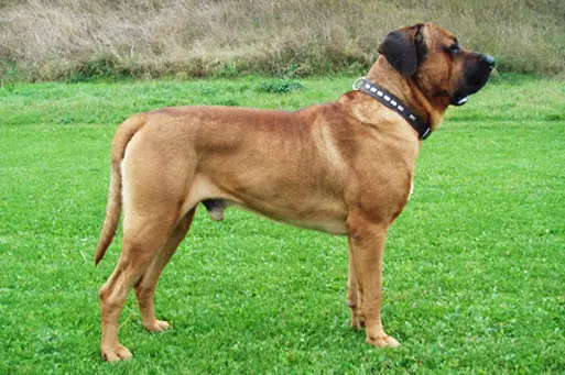 perra
