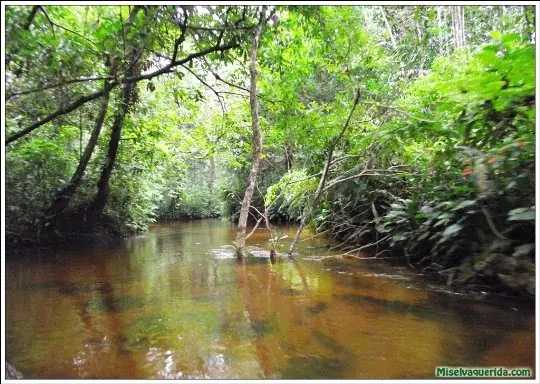 Paisajes de mi Selva Amazonica en Peru...¿Deseas?...