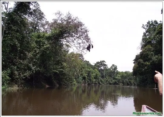 selva amazonica