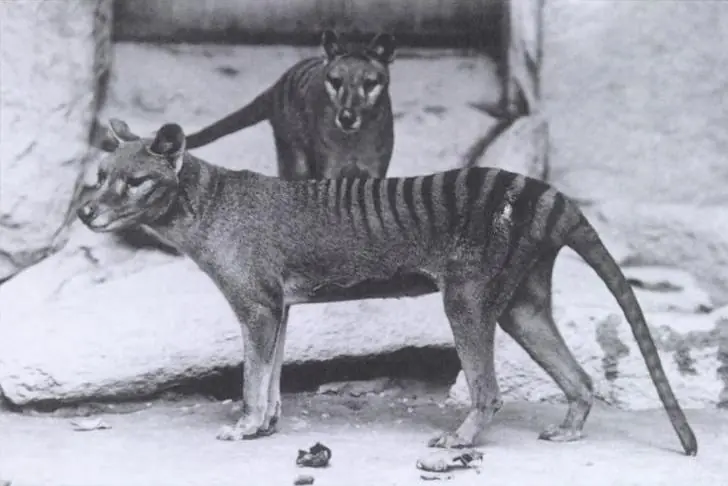 Quagga