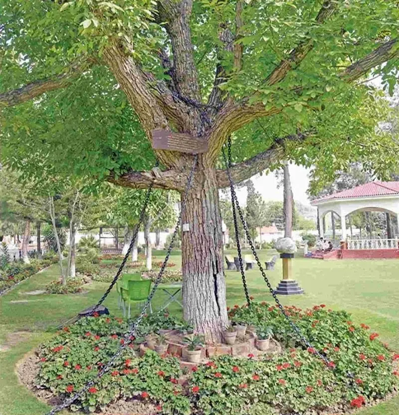 Un árbol banyan lleva más de un siglo arrestado en Pakistán